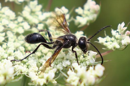 Réf. 347 702 : Isodontia mexicana